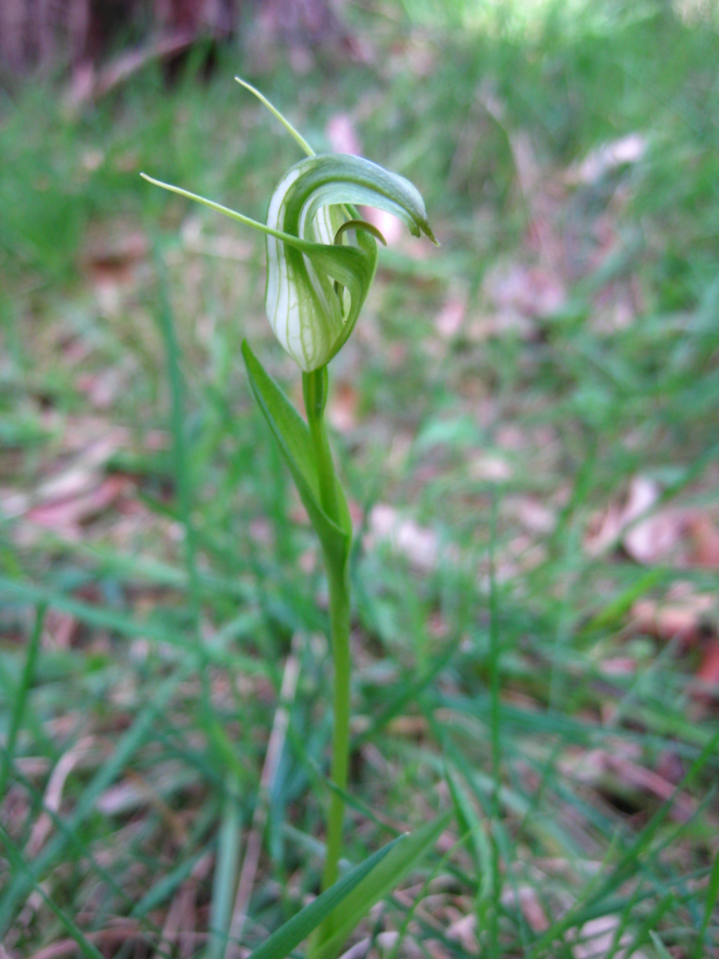 Pterostylis alpina (hero image)