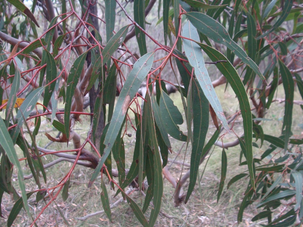 Eucalyptus fulgens (hero image)