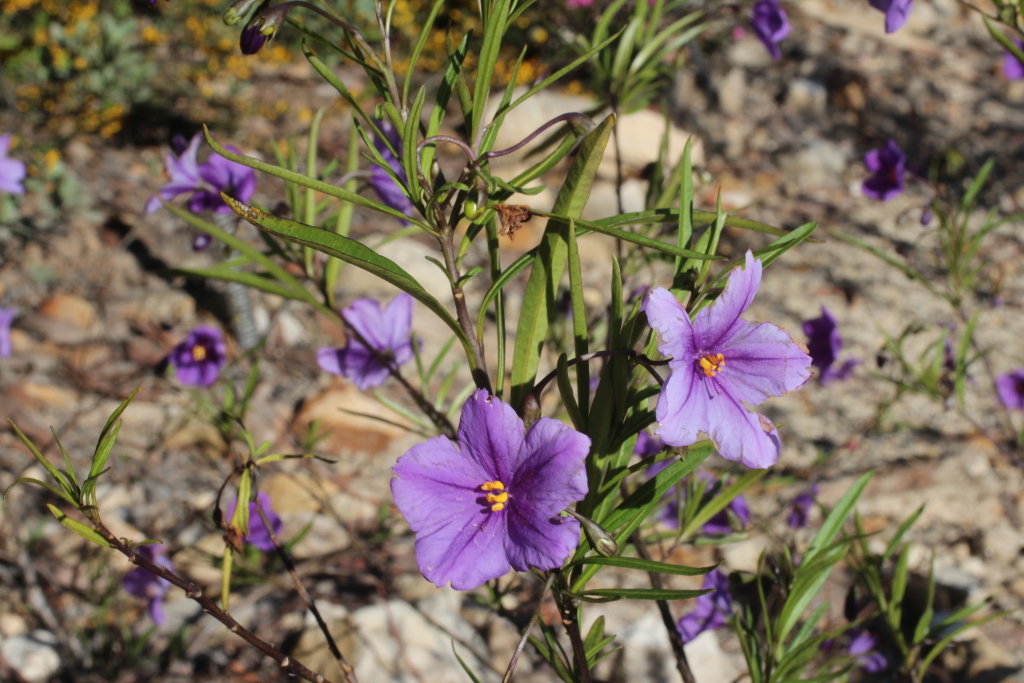 Solanum linearifolium (hero image)