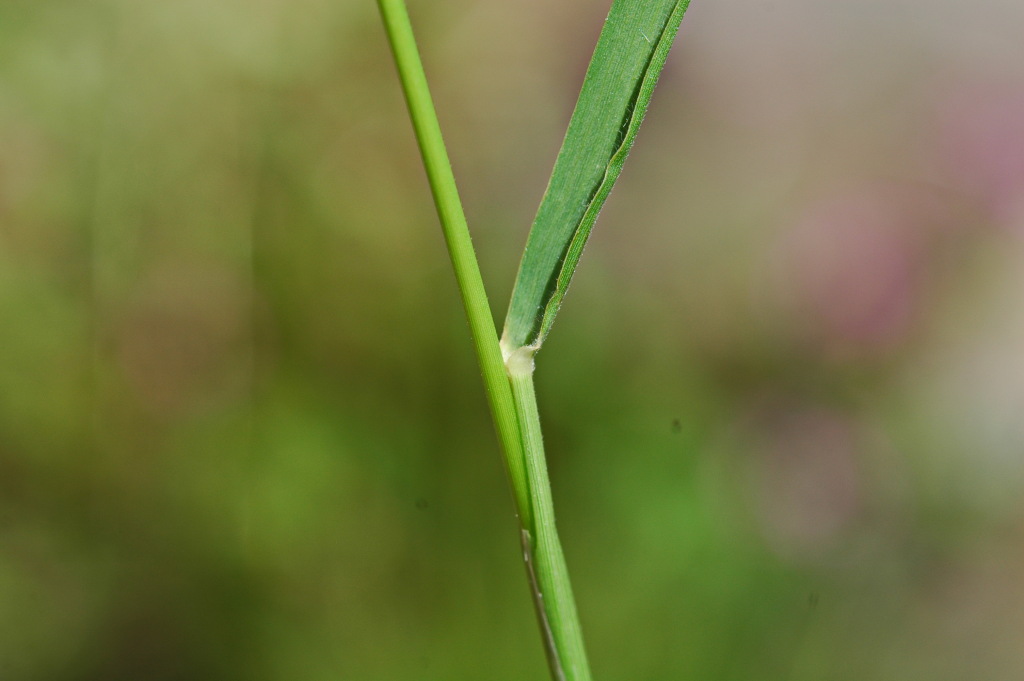 Enneapogon nigricans (hero image)