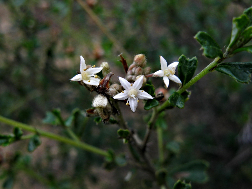 Pomaderris obcordata (hero image)