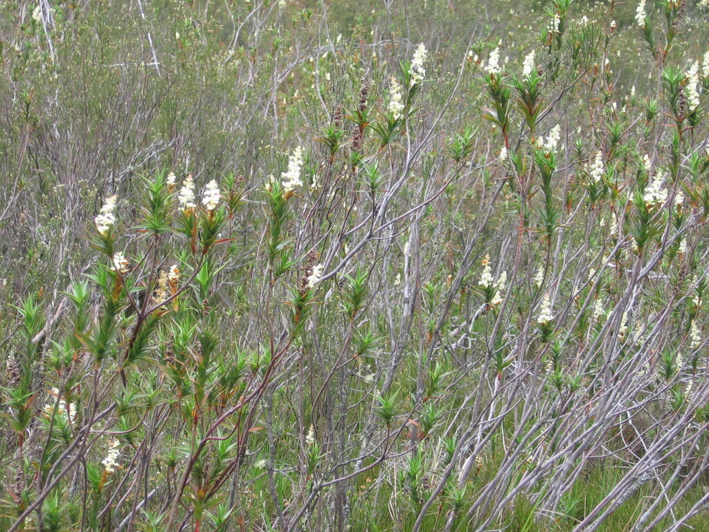 Dracophyllum victorianum (hero image)