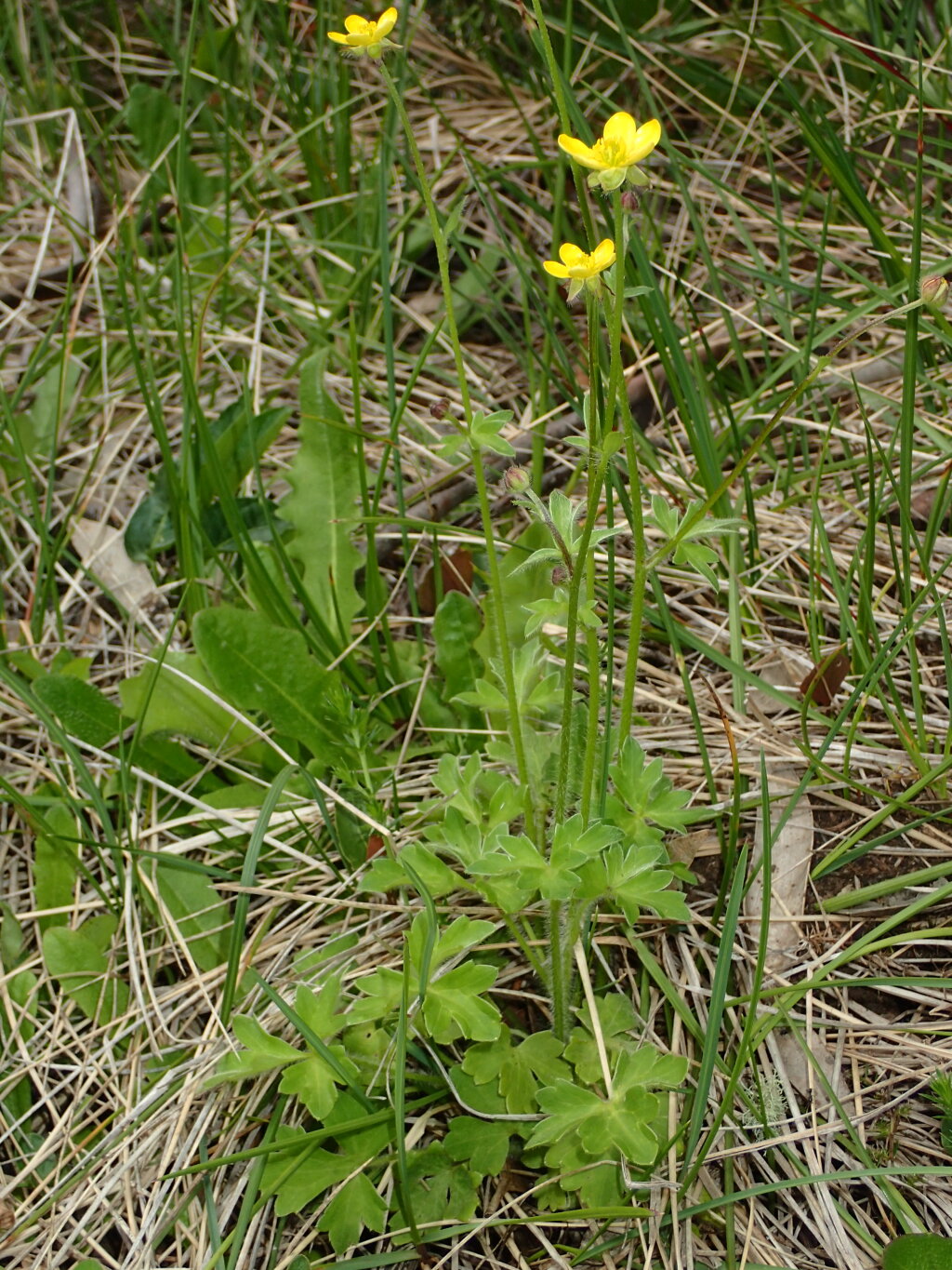 Ranunculus scapiger (hero image)
