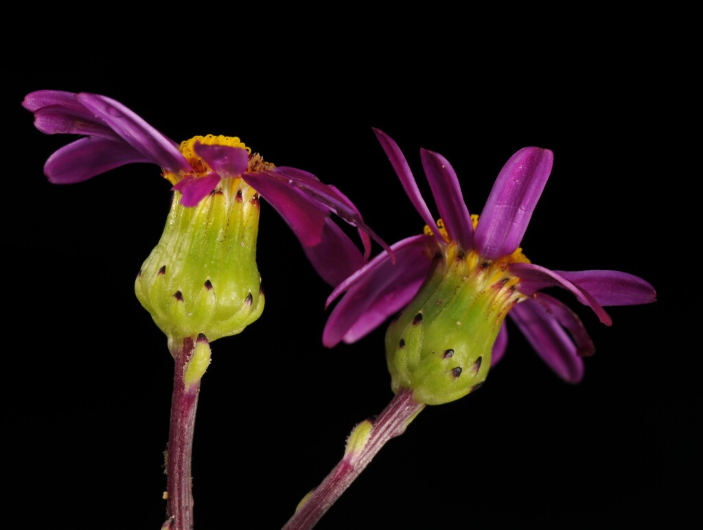 Senecio elegans (hero image)