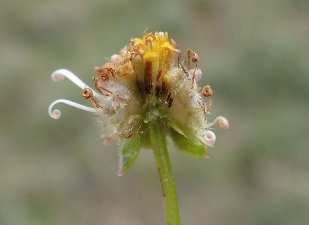 Calotis anthemoides (hero image)