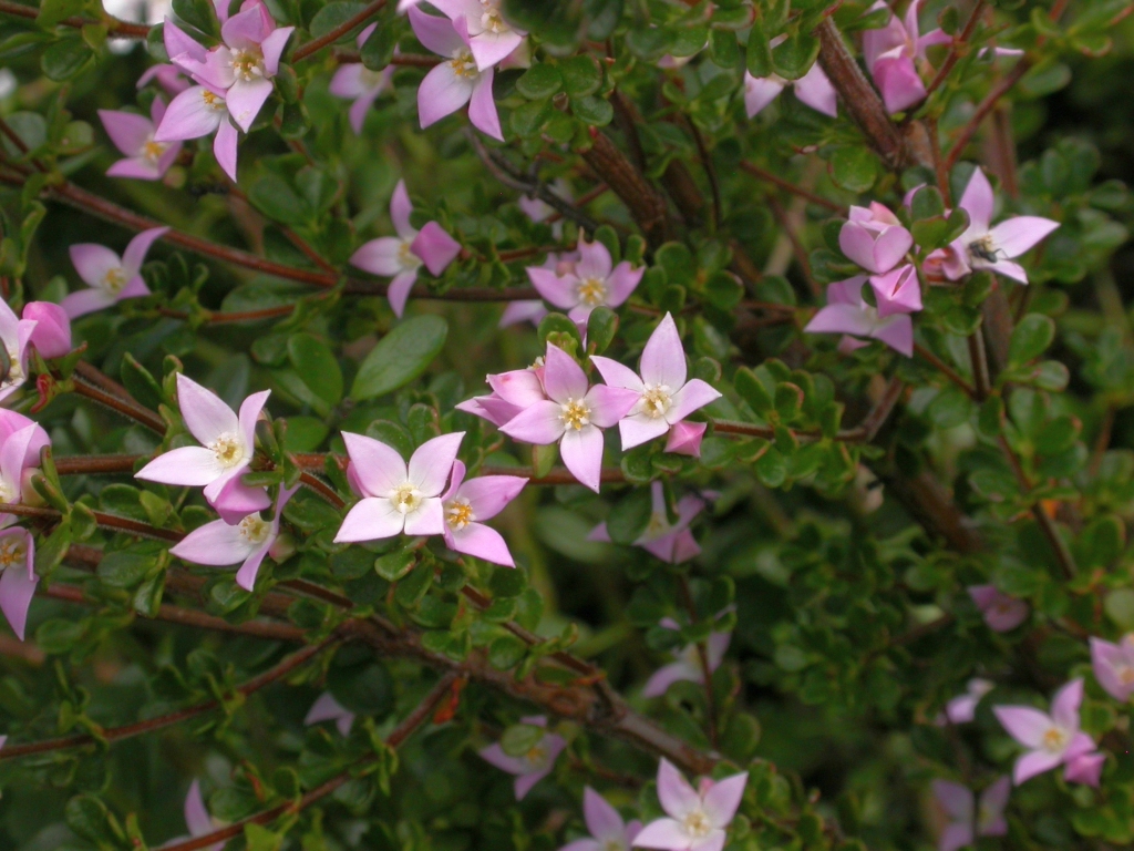 Boronia algida (hero image)