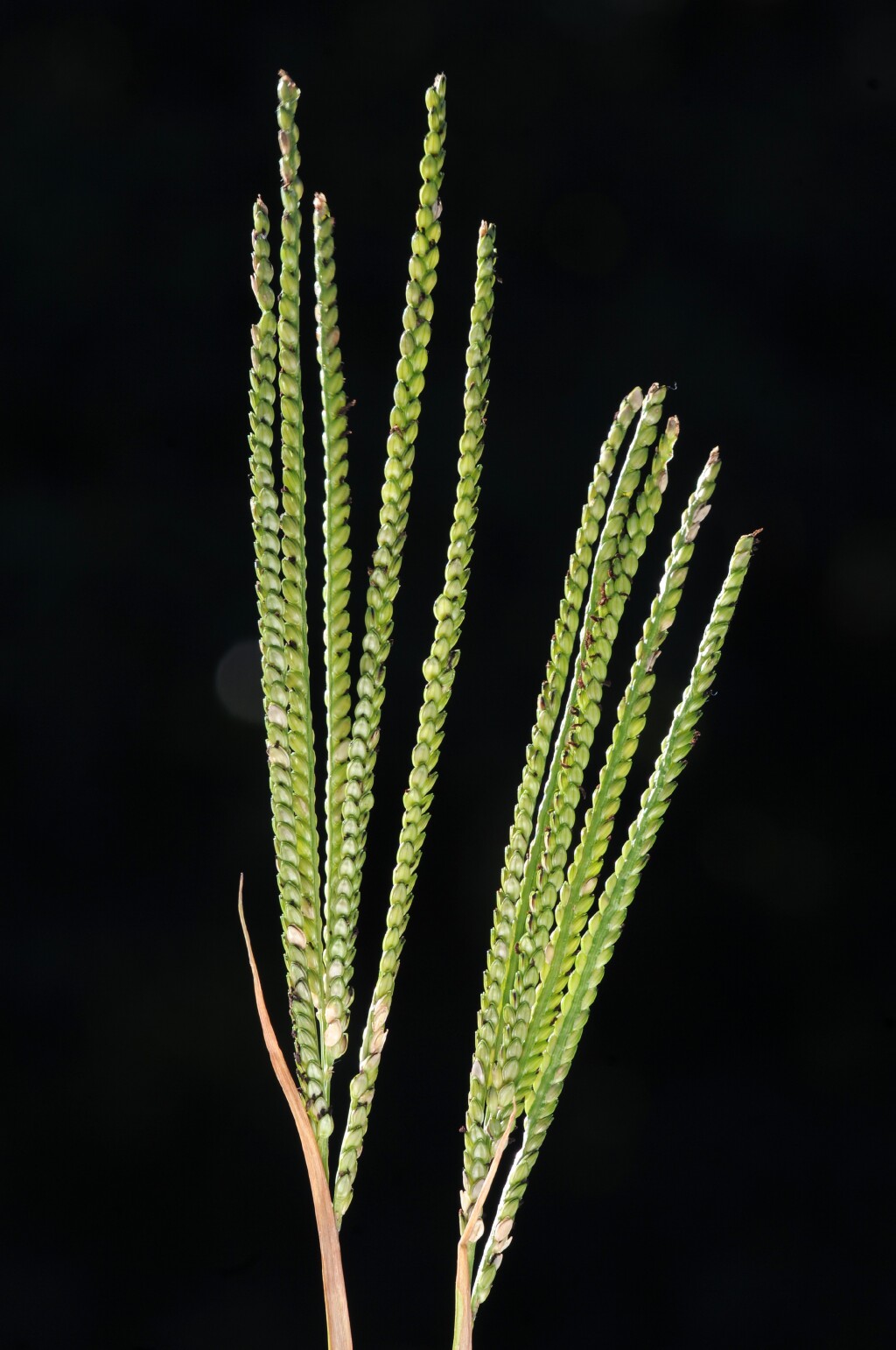Paspalum notatum (hero image)