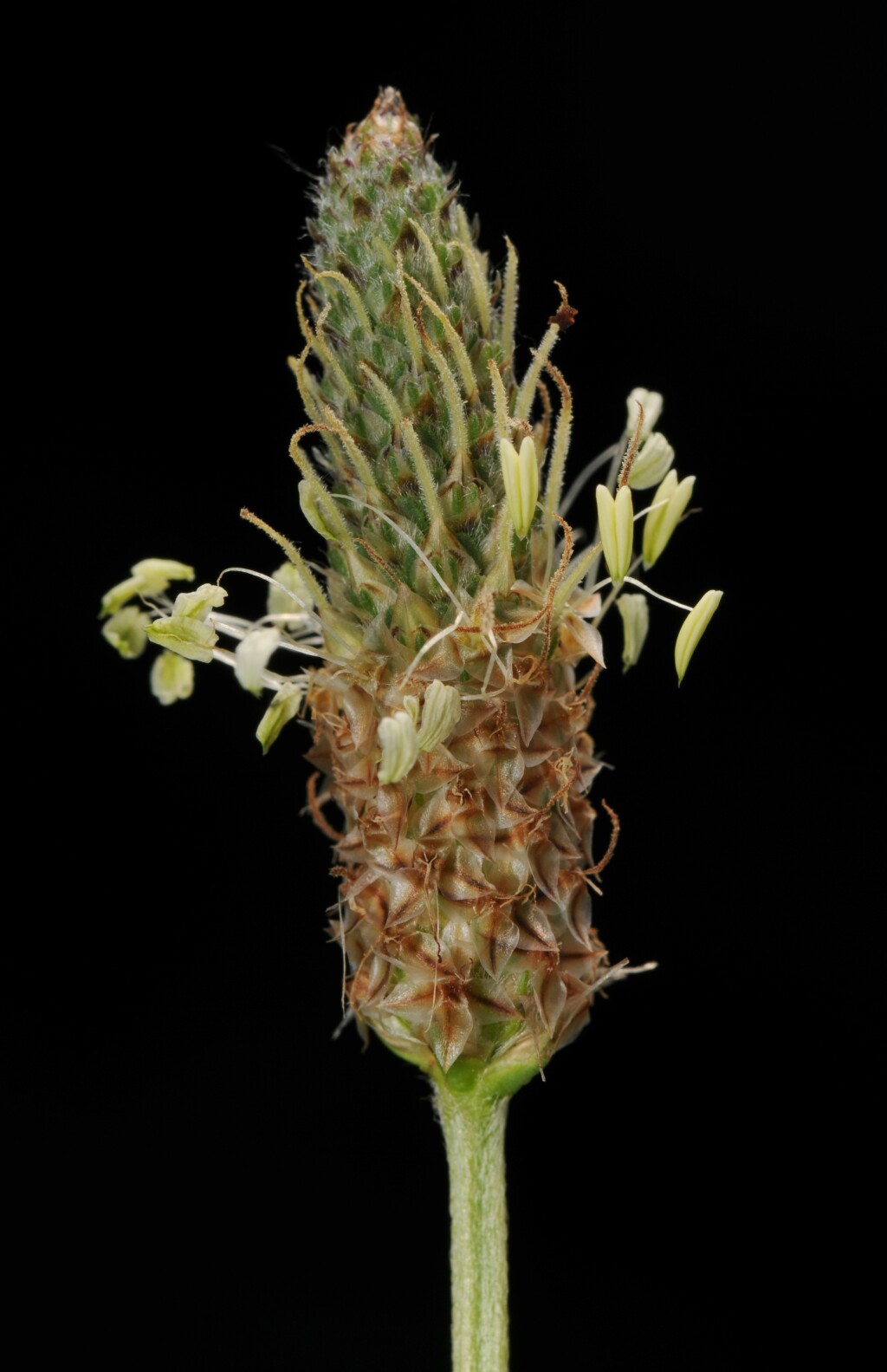 Plantaginaceae (hero image)