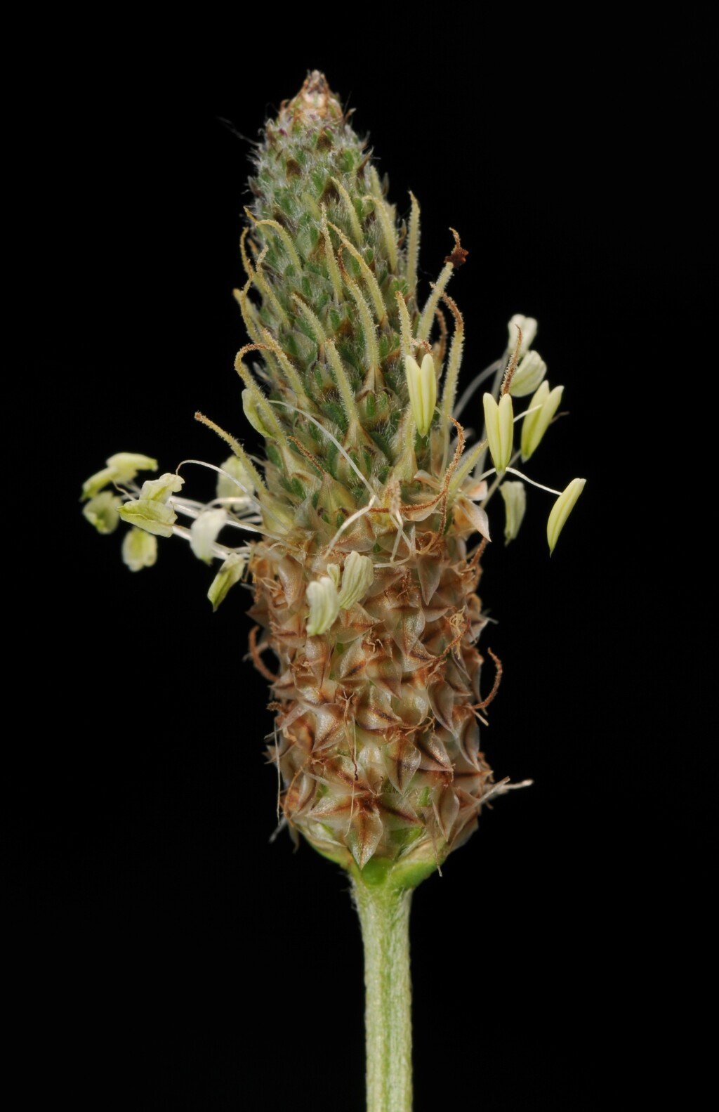 Plantago lanceolata (hero image)