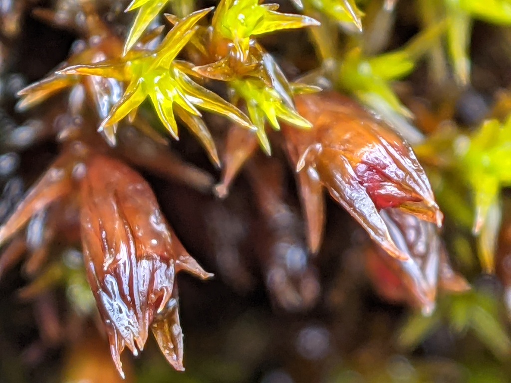 Schistidium apocarpum (hero image)