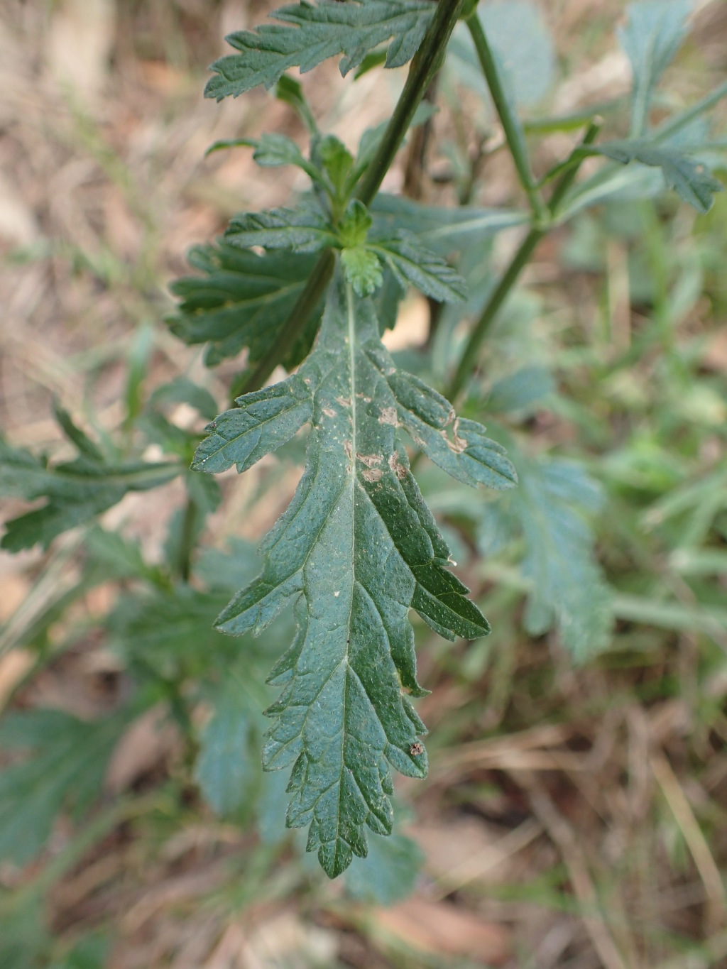 Verbena officinalis var. officinalis (hero image)