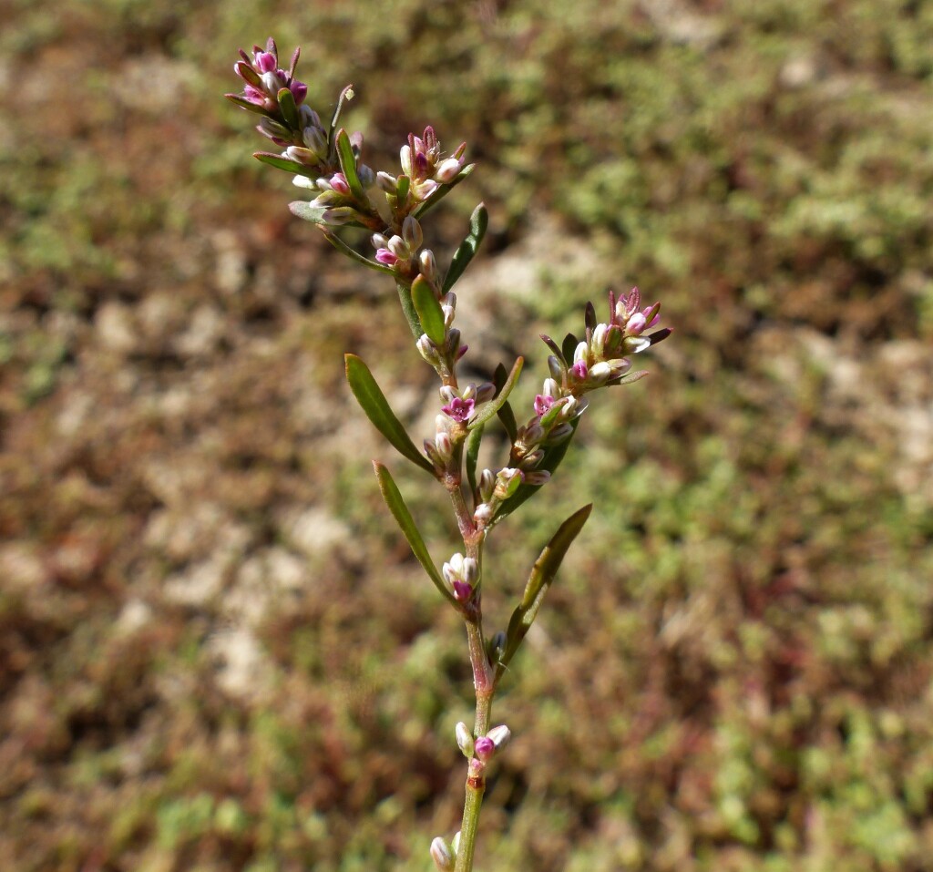 Polygonum (hero image)