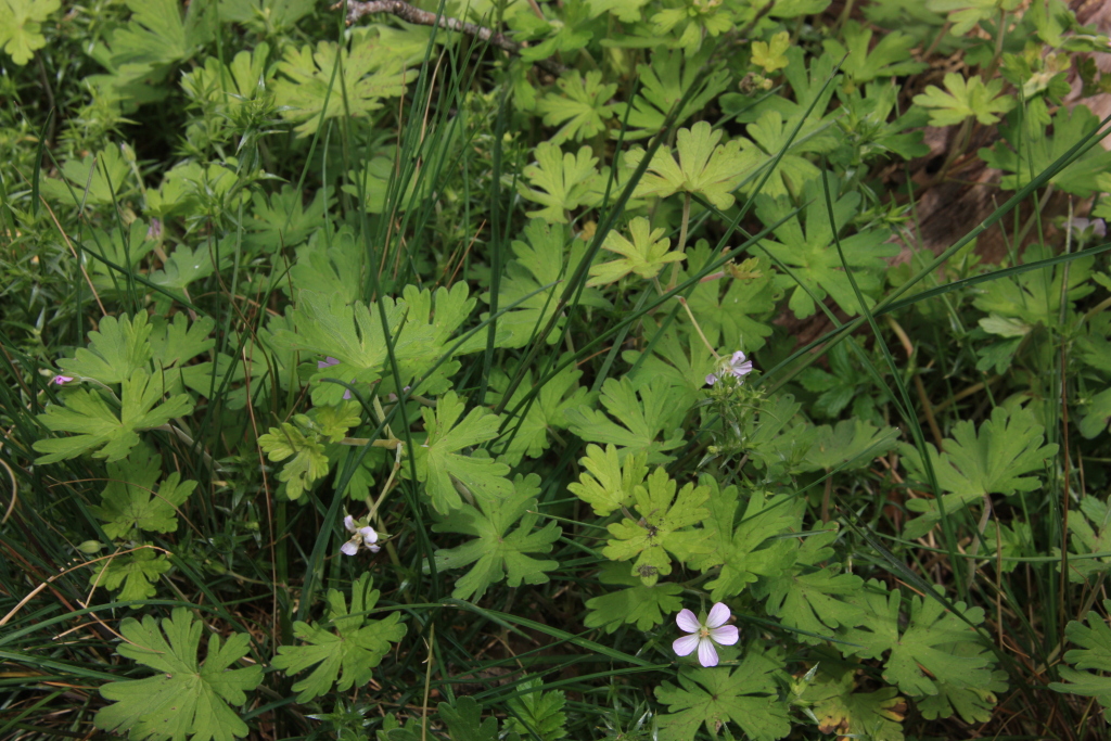 Geranium potentilloides var. 1 (hero image)