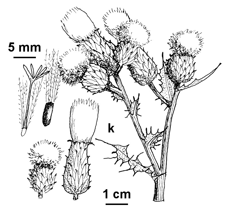 Cirsium arvense var. arvense (hero image)