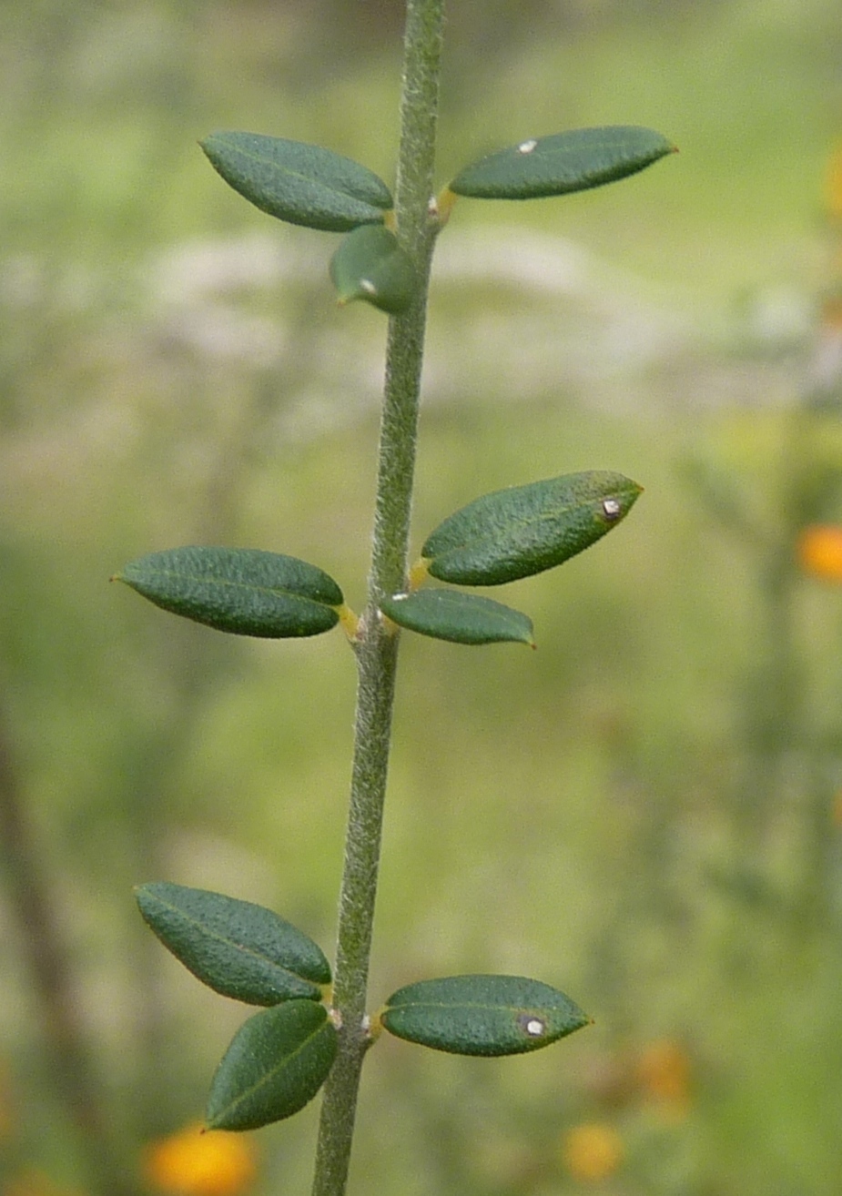 Mirbelia oxylobioides (hero image)