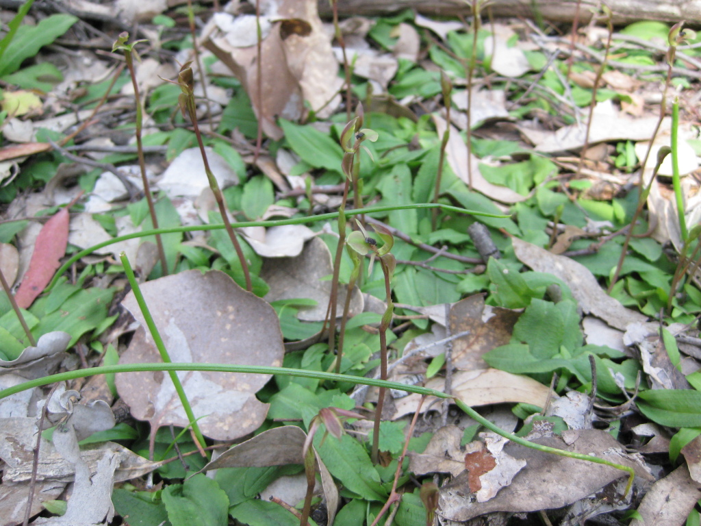 Chiloglottis trapeziformis (hero image)