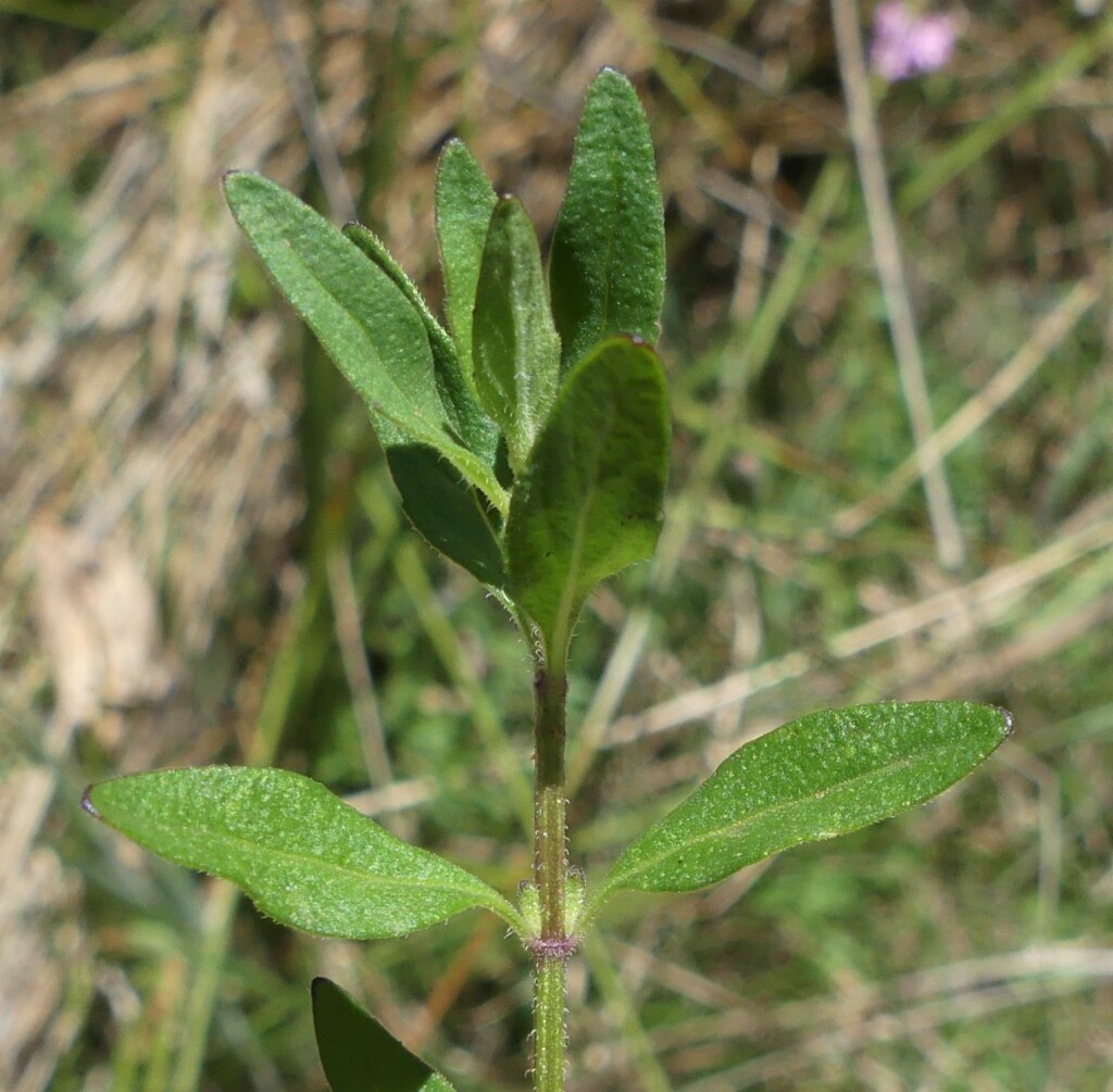 Mentha diemenica (hero image)