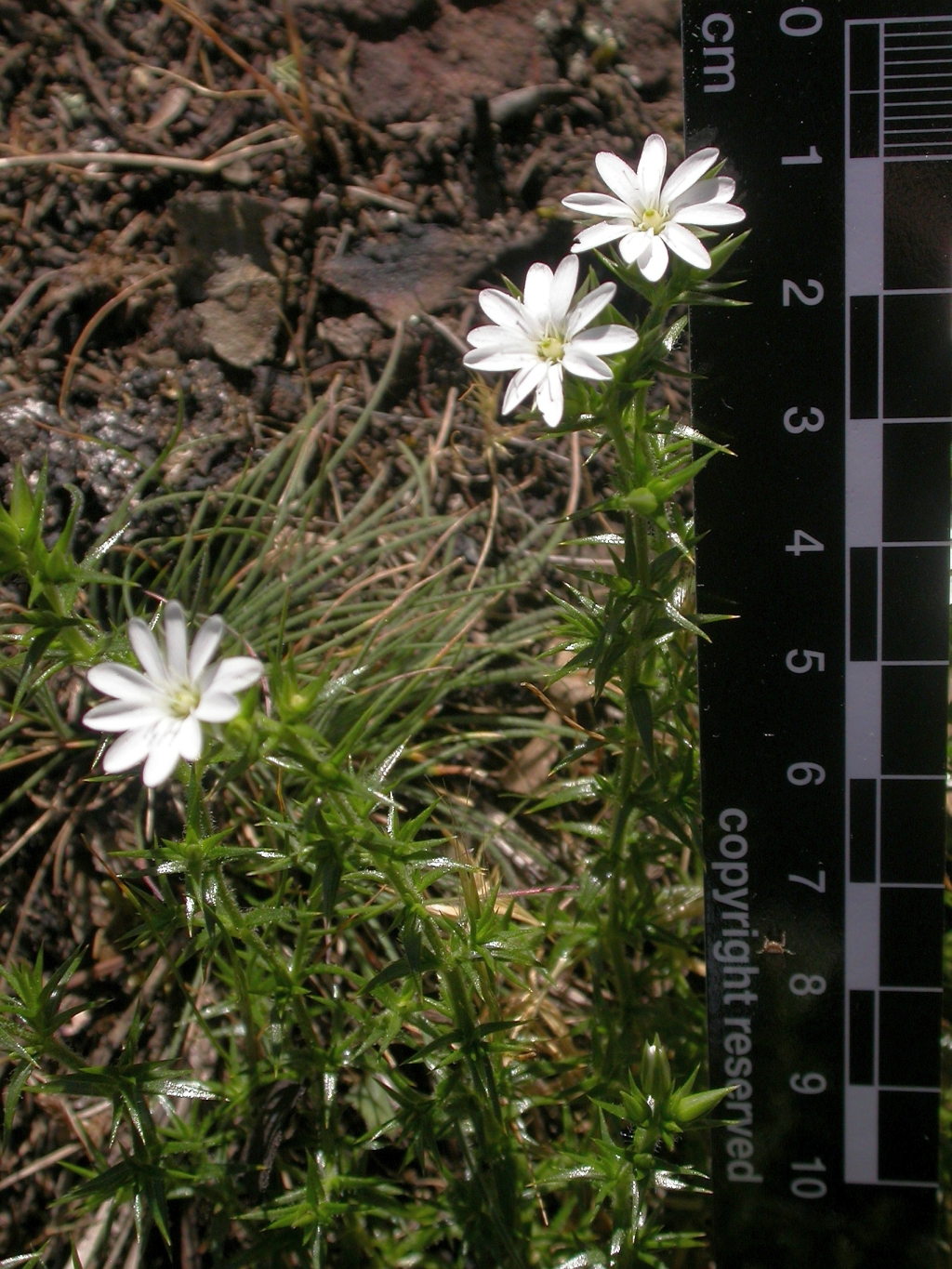 Stellaria pungens (hero image)