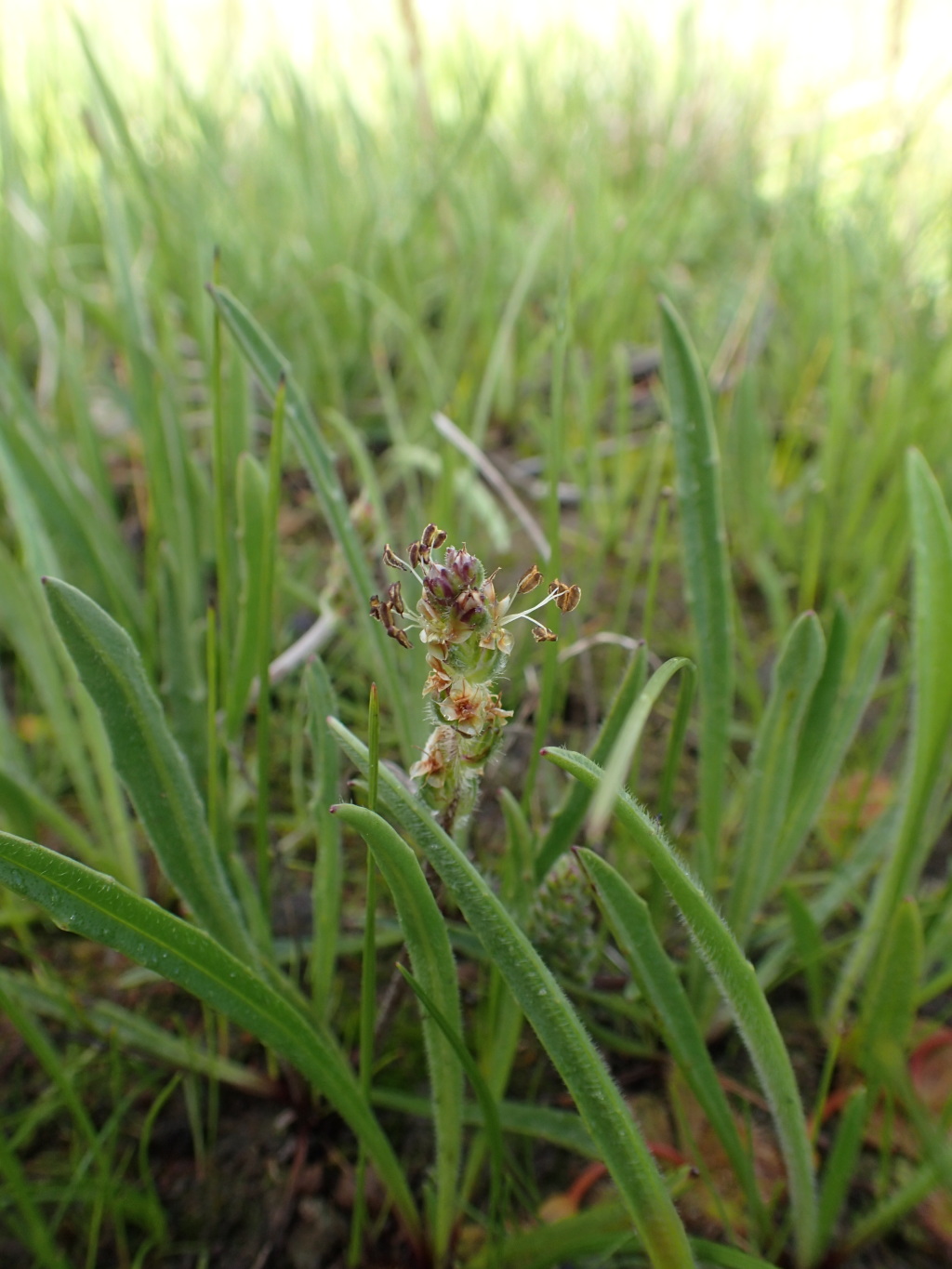 Plantago gaudichaudii (hero image)
