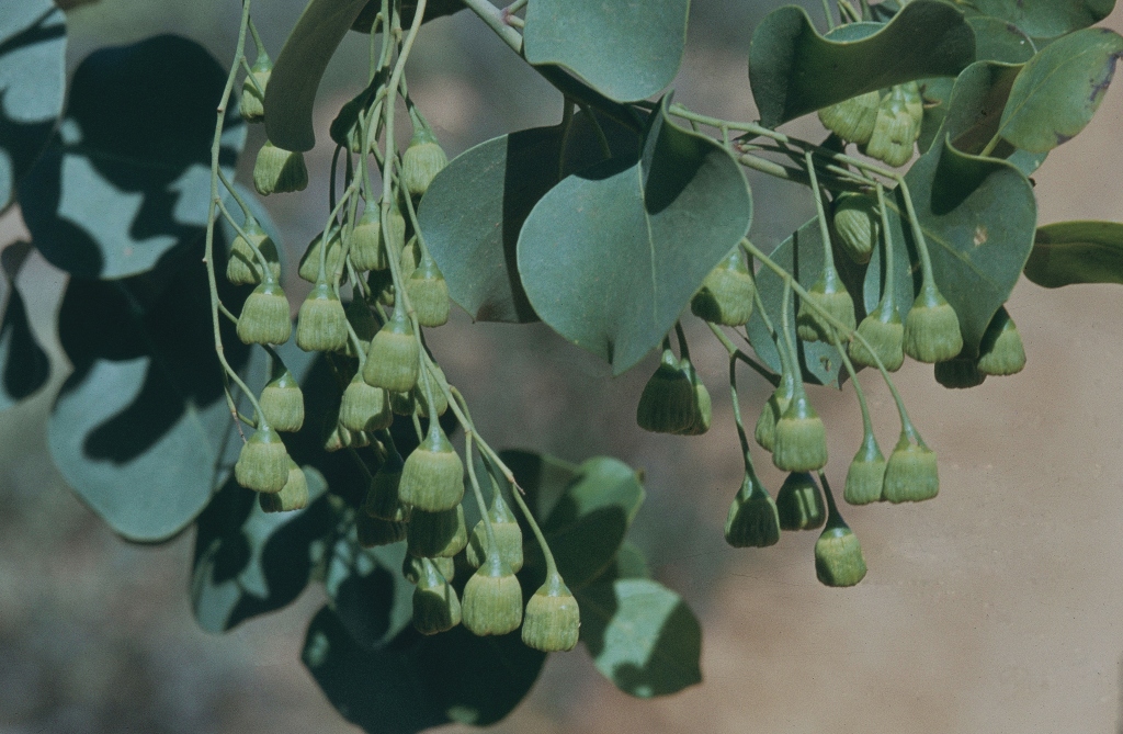 Codonocarpus cotinifolius (hero image)