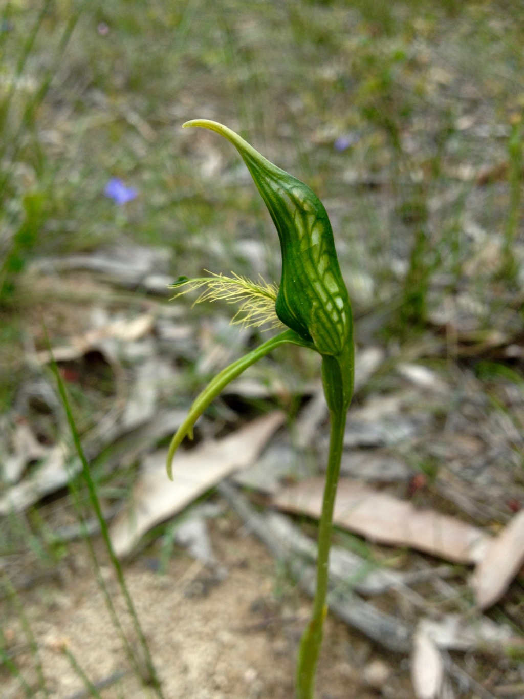 Pterostylis unicornis (hero image)