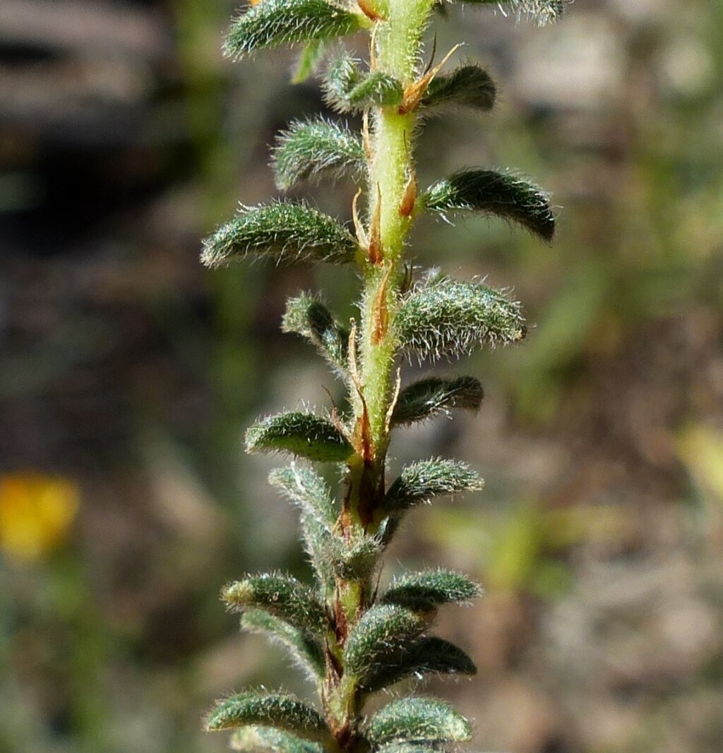 Pultenaea foliolosa (hero image)