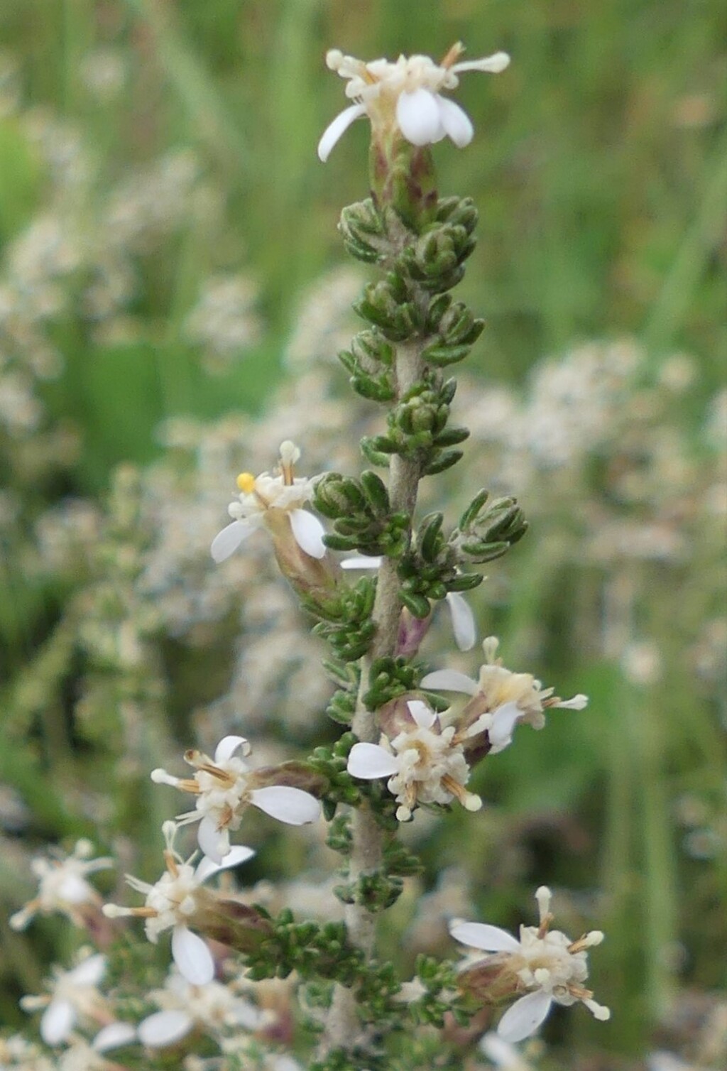 Olearia algida (hero image)