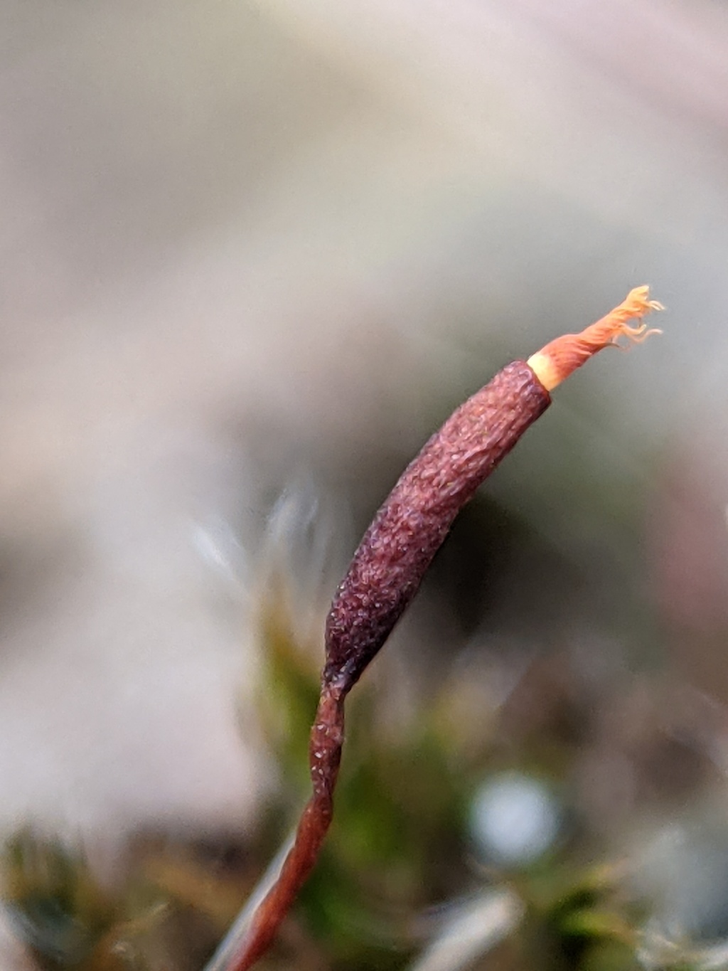 Syntrichia papillosa (hero image)