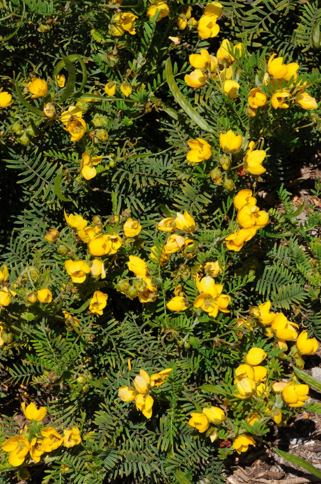 Senna aciphylla (hero image)