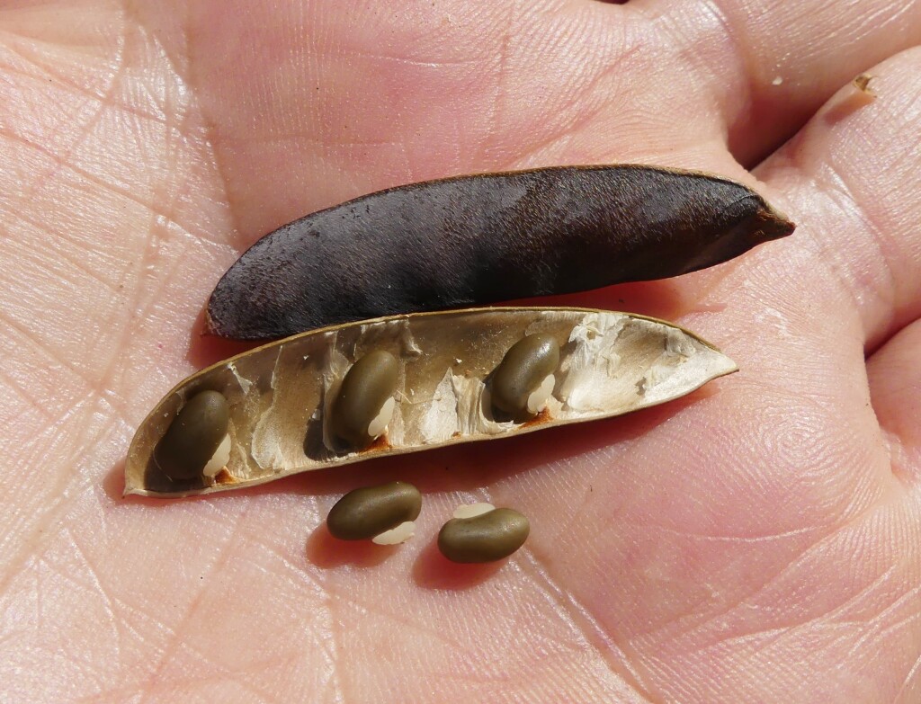 Hardenbergia violacea (hero image)
