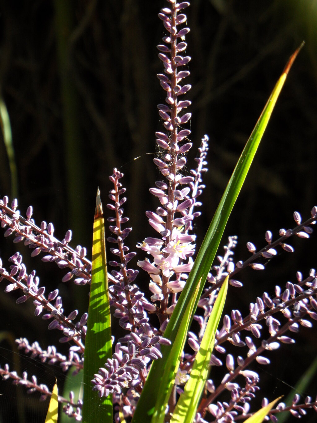 Cordyline stricta (hero image)