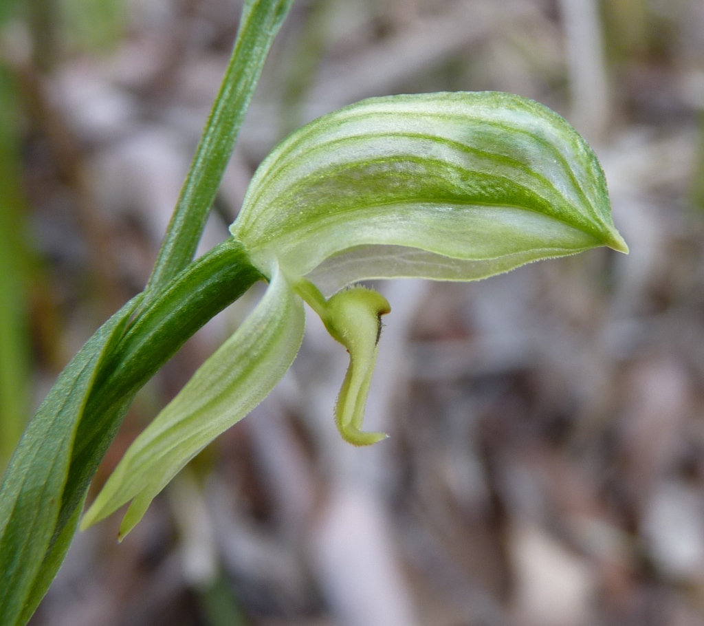 Pterostylis melagramma (hero image)