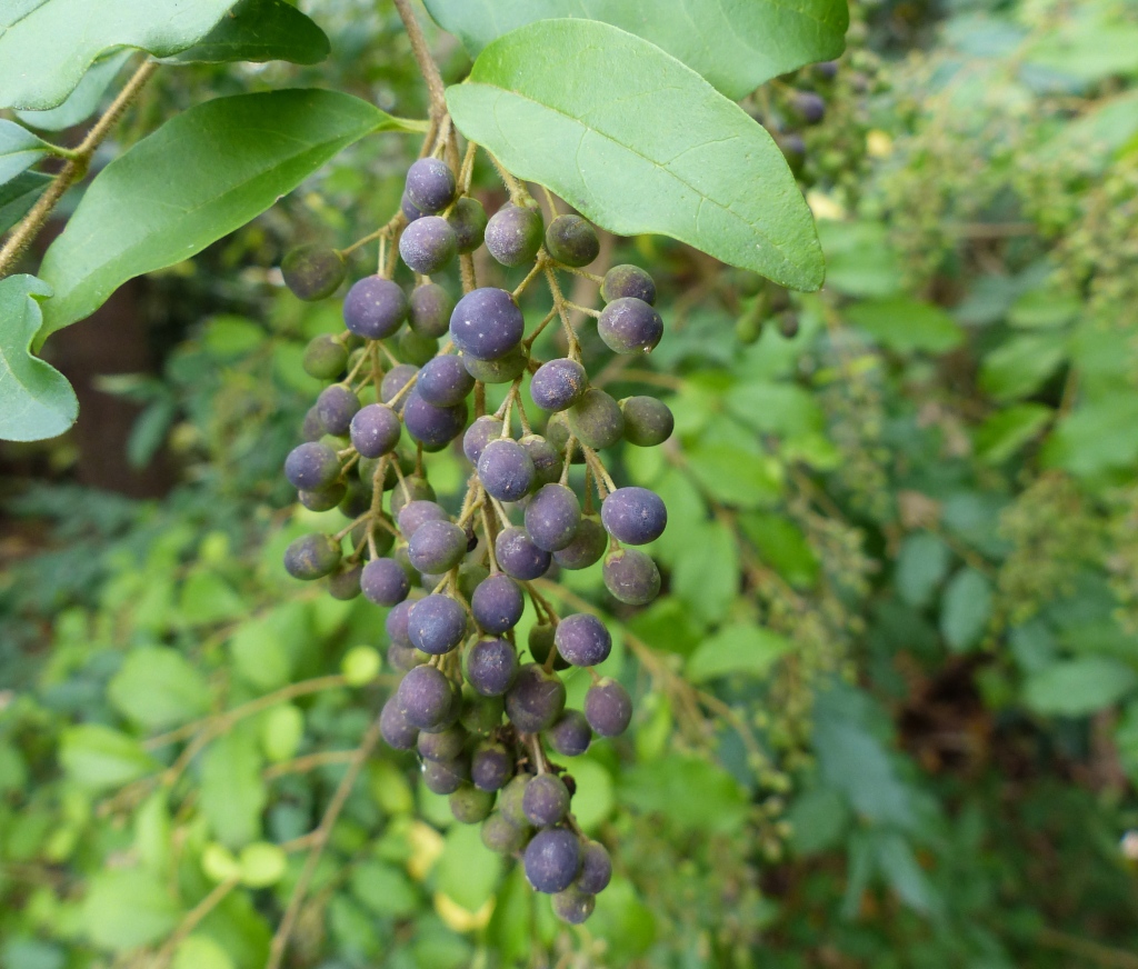 Ligustrum (hero image)