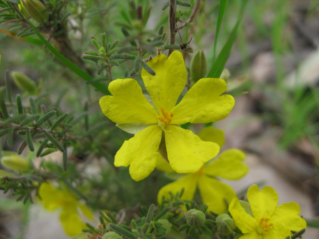 Hibbertia riparia (hero image)