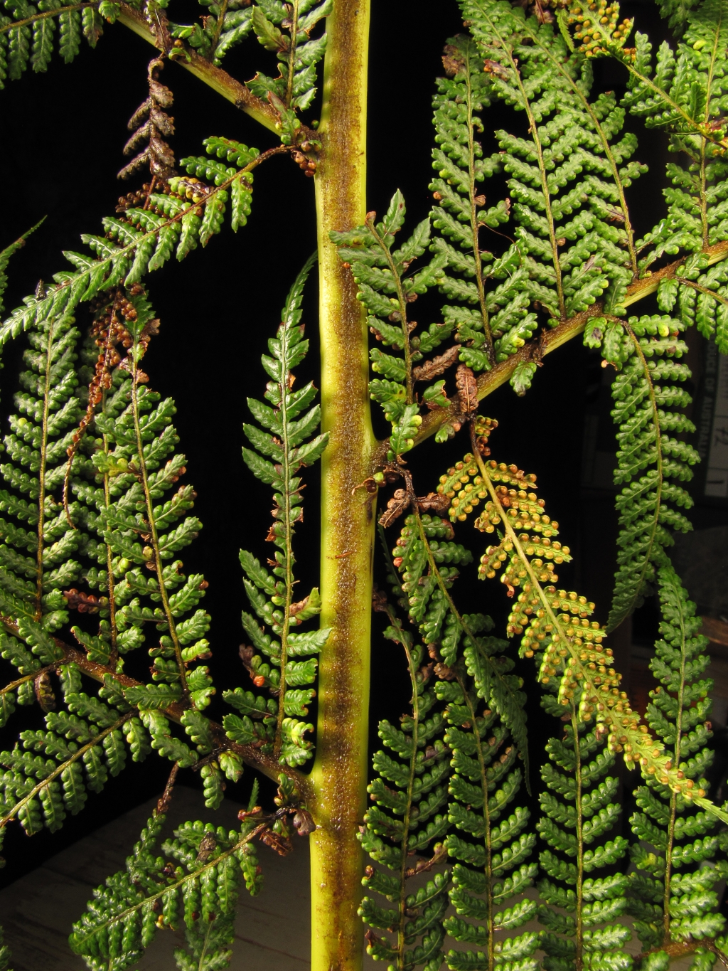 Dicksonia antarctica (hero image)
