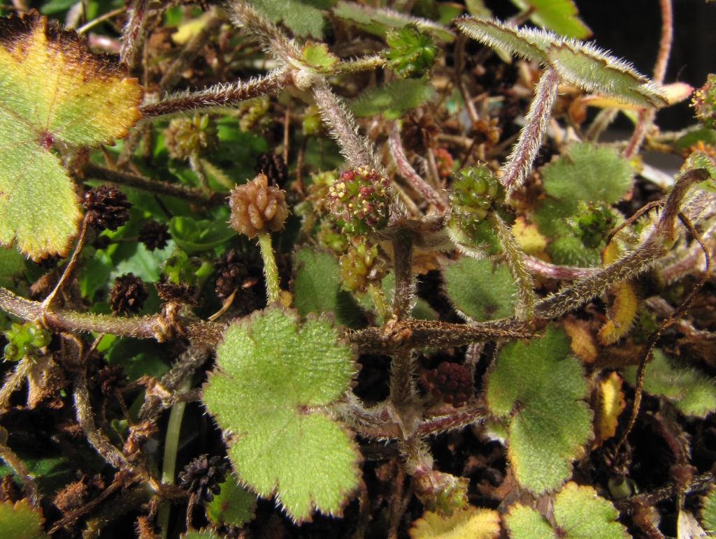 Hydrocotyle moschata (hero image)