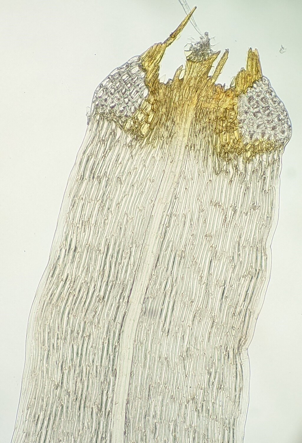 Dicranoloma fasciatum (hero image)