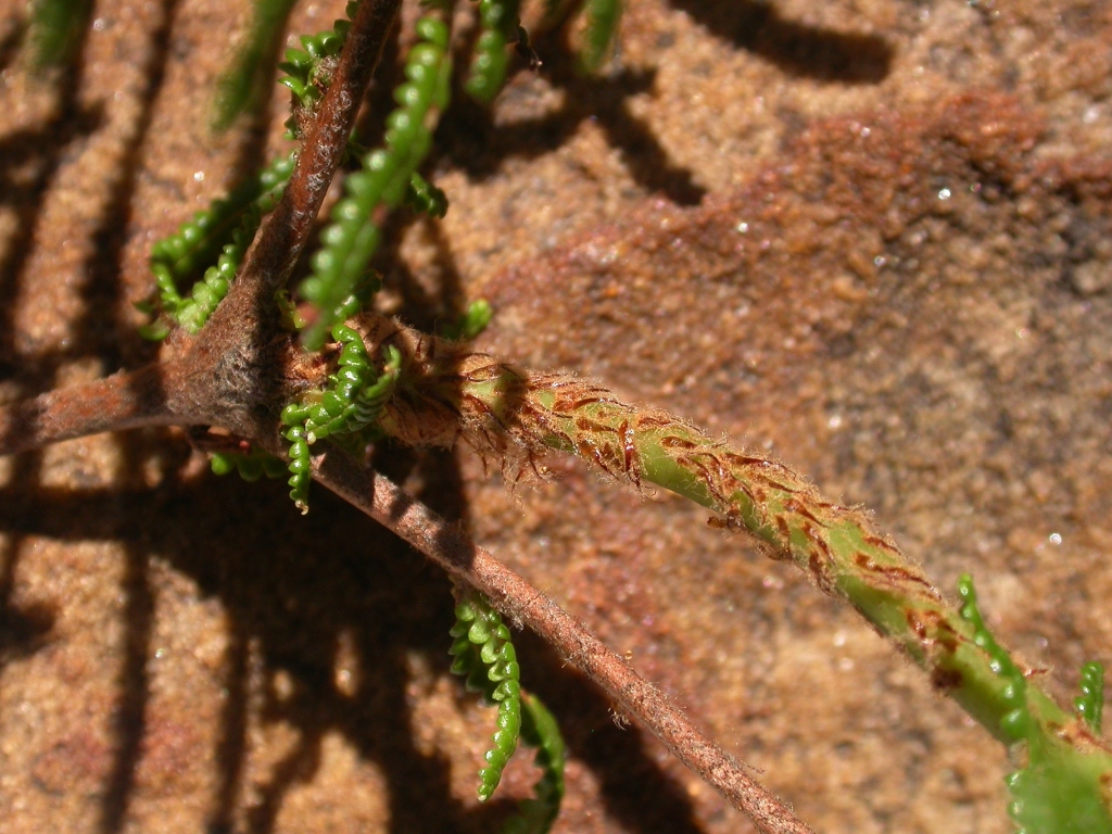 Gleicheniaceae (hero image)