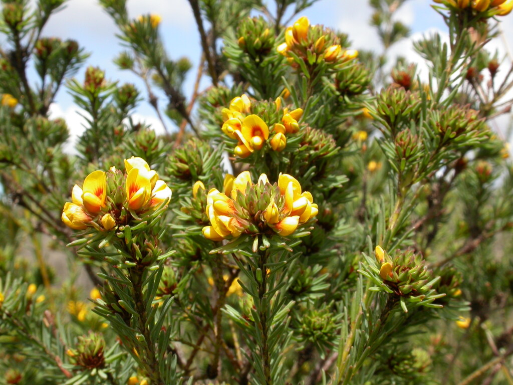 Pultenaea weindorferi (hero image)