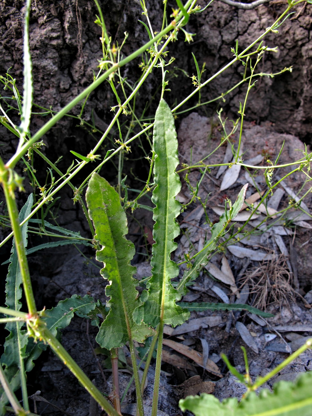 Rumex brownii (hero image)