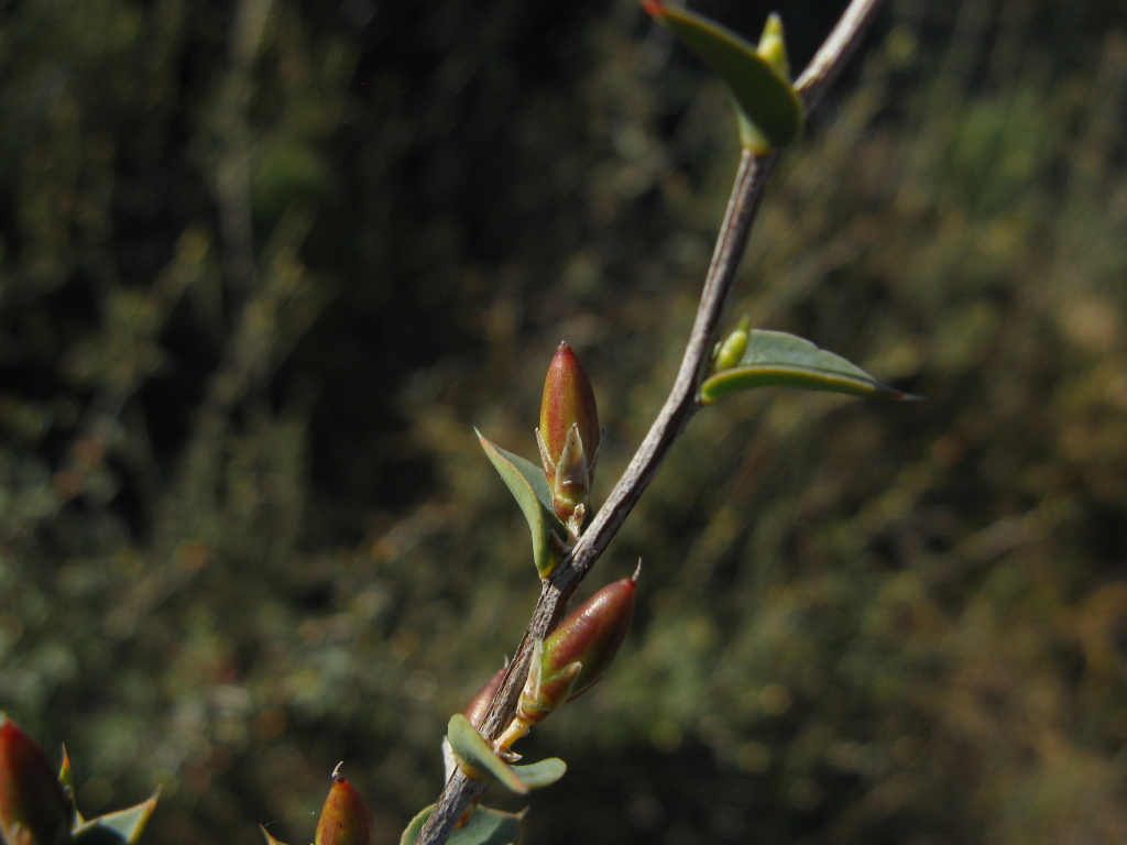 Styphelia rufa (hero image)