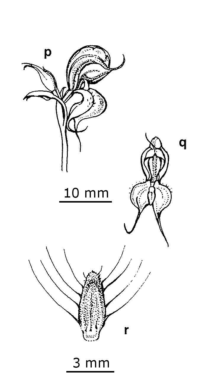 Pterostylis boormanii (hero image)