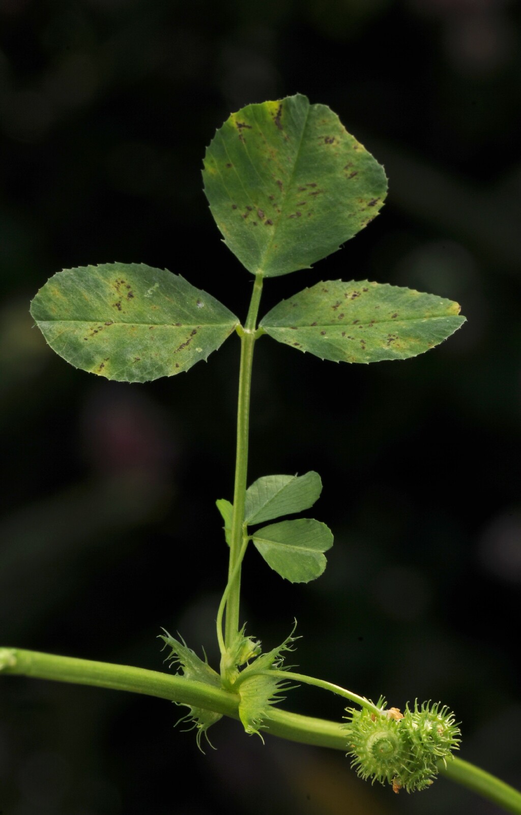Medicago polymorpha (hero image)