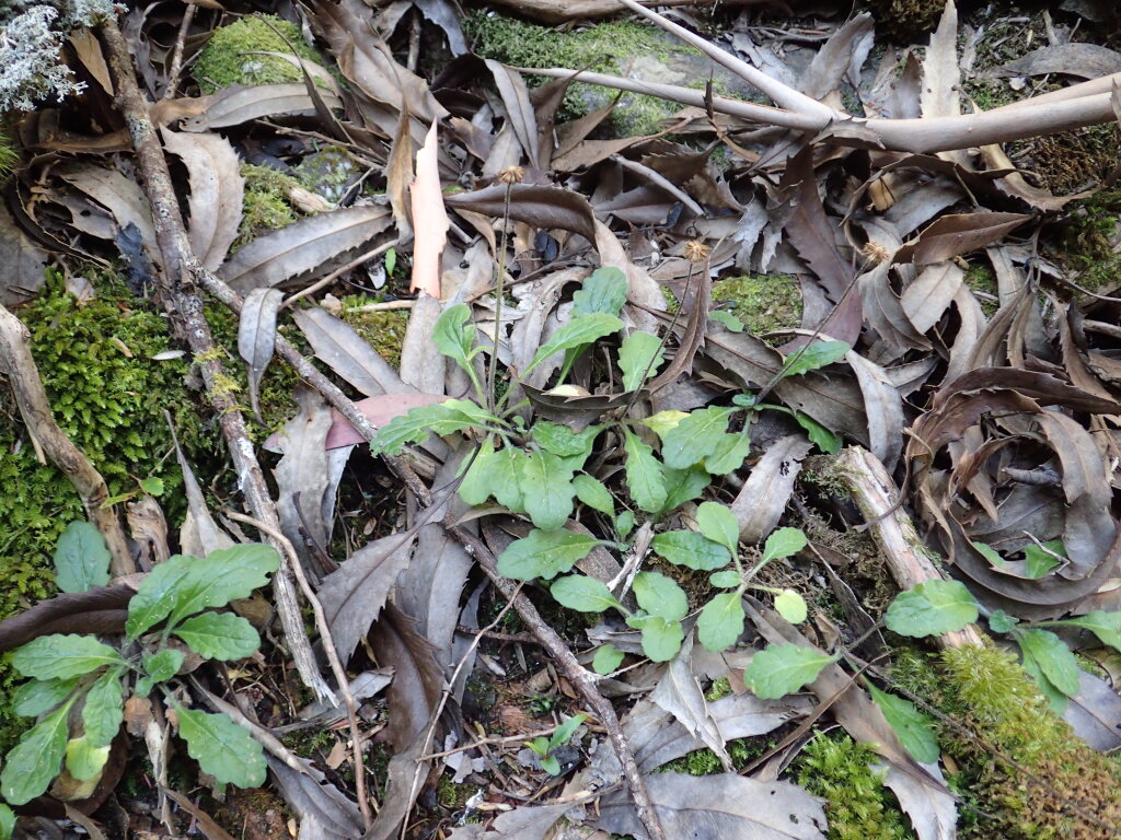 Lagenophora stipitata (hero image)