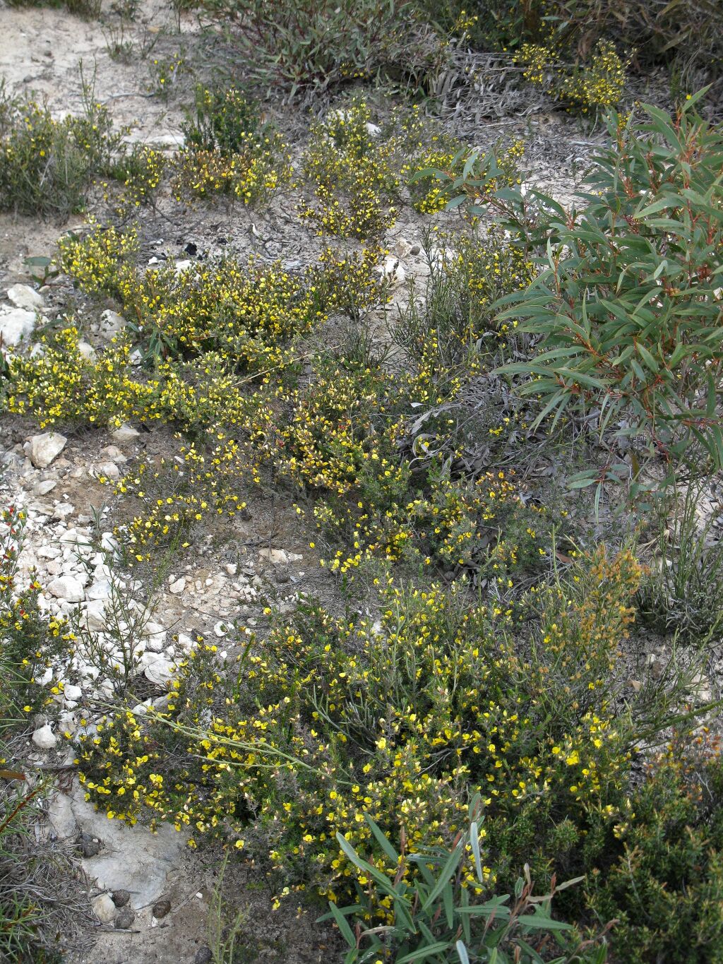 Pultenaea tenuifolia (hero image)