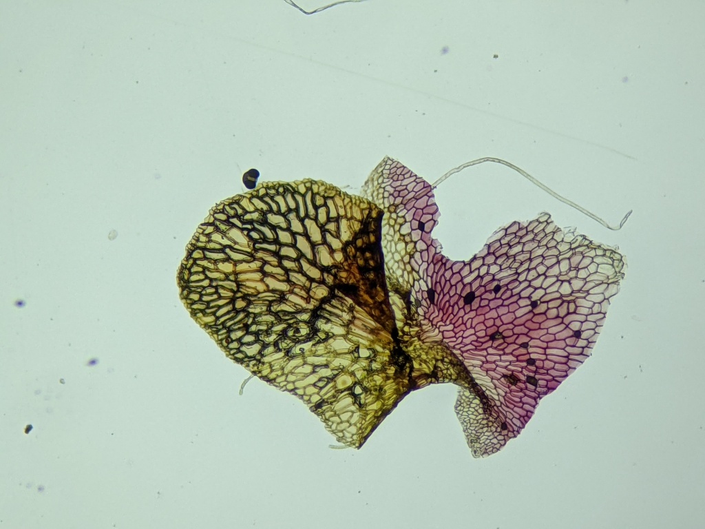 Marchantiaceae (hero image)