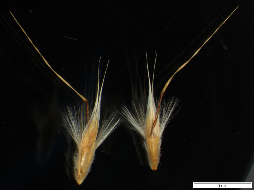 Rytidosperma indutum (hero image)