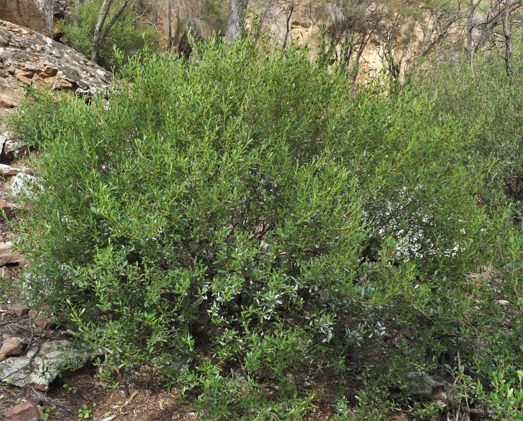 Beyeria viscosa (hero image)