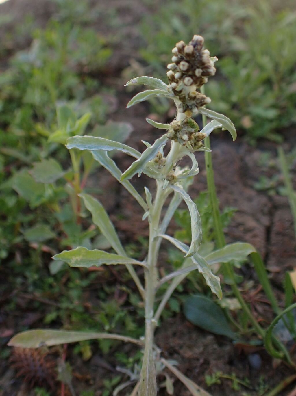 Gnaphalium polycaulon (hero image)