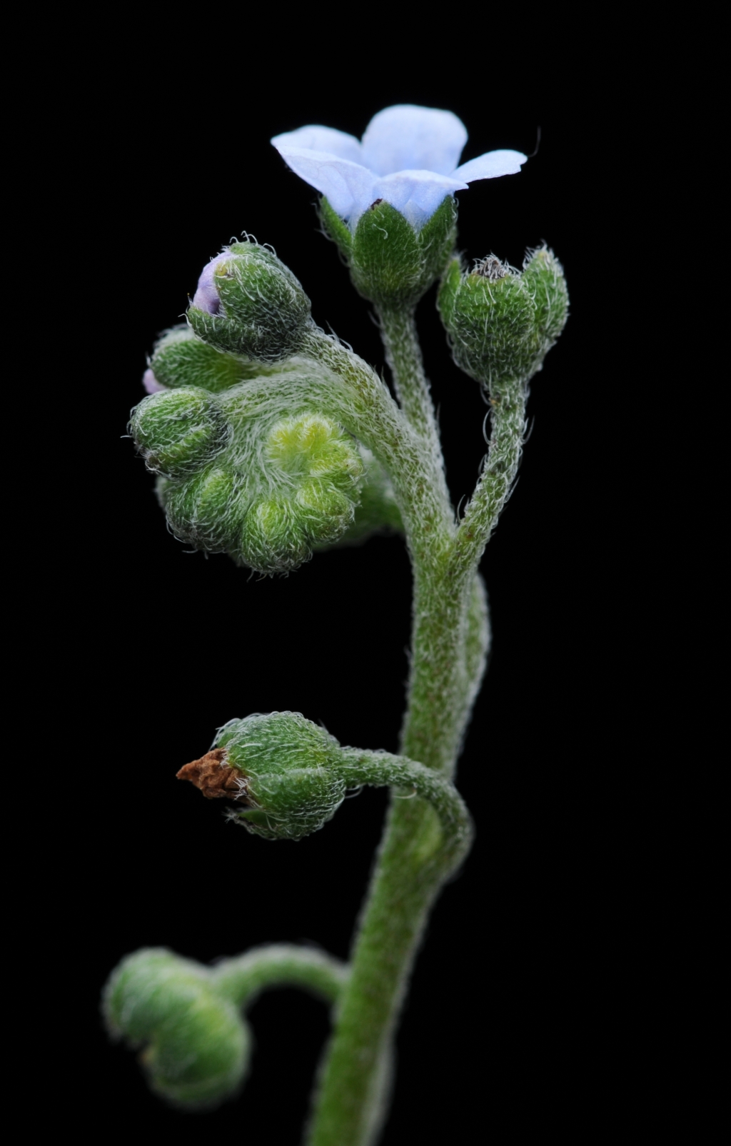 Boraginaceae (hero image)